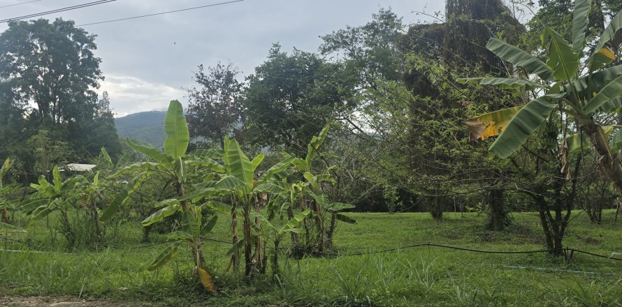 Земельный участок в Чиангмае, Таиланд 2000м2 № 147699