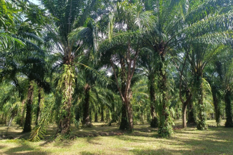 Земельный участок в Накхонситхаммарате, Таиланд 40000м2  № 147588 - фото 15