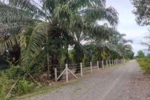 Земельный участок в Накхонситхаммарате, Таиланд 40000м2  № 147588 - фото 9