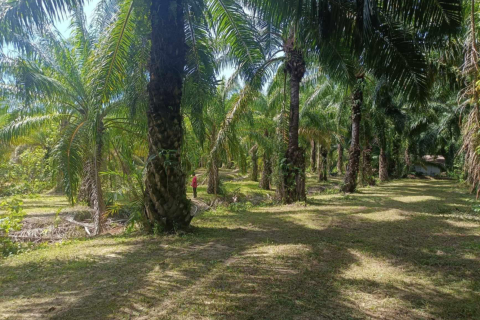 Земельный участок в Накхонситхаммарате, Таиланд 40000м2  № 147588 - фото 10