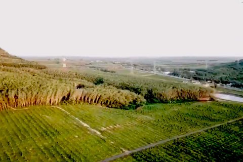 Land in Mai Khao, Thailand 202120 sq.m. № 163182 - photo 5