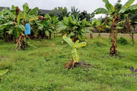 Земельный участок в Чиангмае, Таиланд № 162632 - фото 12