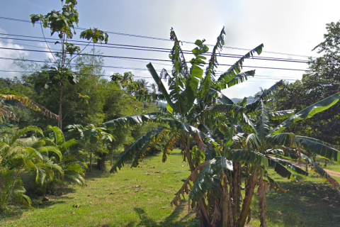 Земельный участок в Сураттхани, Таиланд 6400м2  № 155127 - фото 3