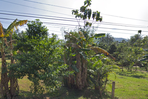 Земельный участок в Сураттхани, Таиланд 6400м2  № 155127 - фото 2