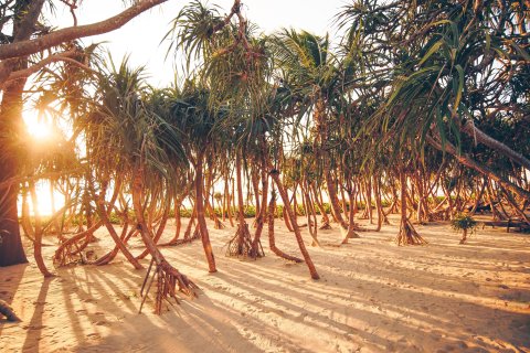 Land in Phang Nga, Thailand 1464.4 sq.m. № 170574 - photo 6