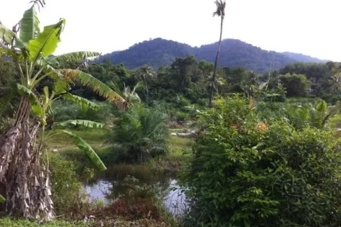 Земельный участок в Паклоке, Таиланд 1688.8м2  № 138615 - фото 6