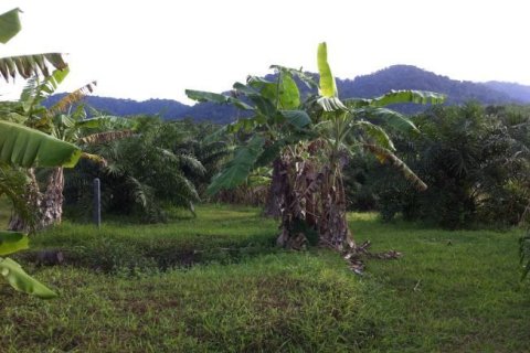 Земельный участок в Паклоке, Таиланд 1688.8м2  № 138615 - фото 9