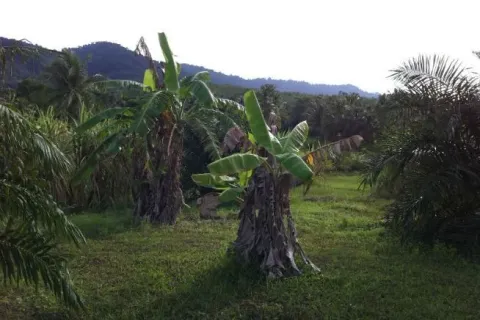 Земельный участок в Паклоке, Таиланд 1688.8м2  № 138615 - фото 3