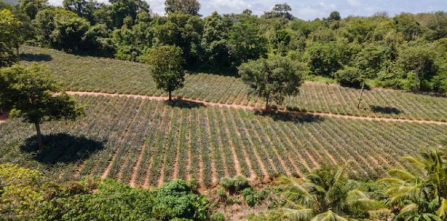 Terrain à Mai Khao, Thaïlande 11200 m2 № 202526