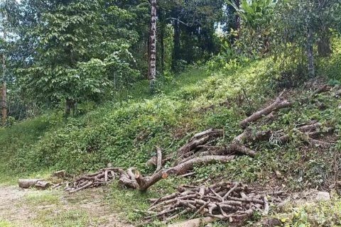 Terrain à Pa Klok, Thaïlande 68800 m2 № 147565 - photo 8