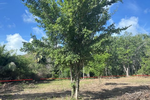 Terrain à Pa Klok, Thaïlande 1256 m2 № 161977 - photo 12