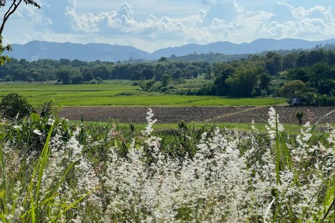 Land in Mae Chan, Thailand 5520 sq.m. № 171675