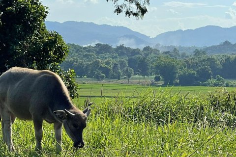 Land in Mae Chan, Thailand 5520 sq.m. № 171674 - photo 17
