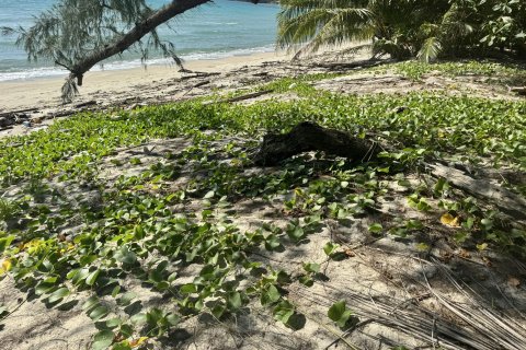 Земельный участок в Самуи, Таиланд 36800м2  № 155838 - фото 13