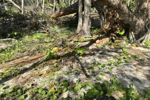 Земельный участок в Самуи, Таиланд 36800м2  № 155838 - фото 14