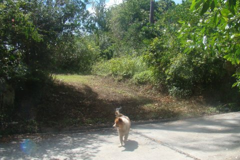 Terrain à Ko Samui, Thaïlande 2200 m2 № 154726 - photo 4