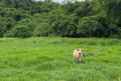 Земельный участок в Пхукете, Таиланд 17600м2  № 151314 - фото 1