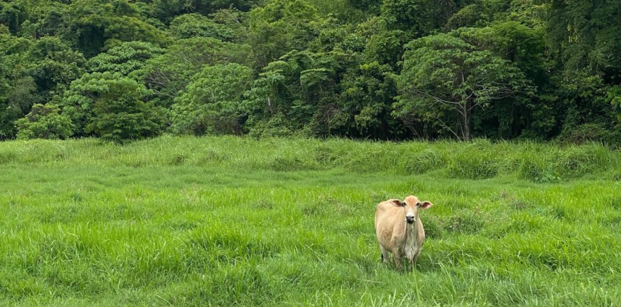 Земельный участок в Пхукете, Таиланд 17600м2  № 151314