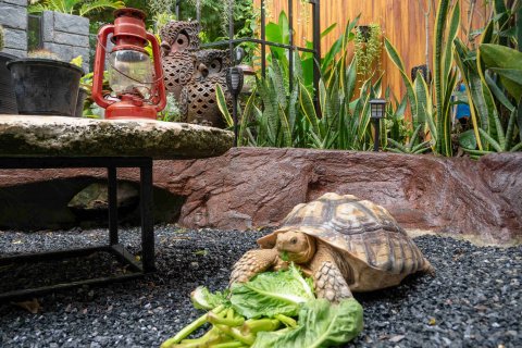 Дом в Пхукете, Таиланд с 2 спальнями  № 146020 - фото 29