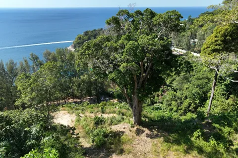 Земельный участок в Кату, Таиланд 9600м2 № 148980