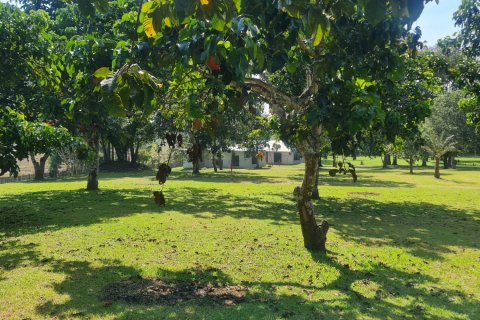 Land in Chiang Rai, Thailand 1600 sq.m. № 171666 - photo 8