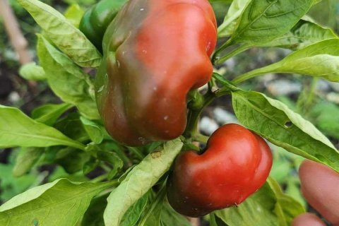 Commercial property in Khon Kaen, Thailand № 169393 - photo 30