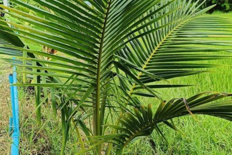 Commercial property in Khon Kaen, Thailand № 169393 - photo 8