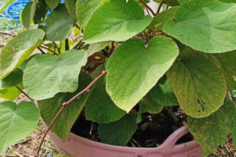 Commercial property in Khon Kaen, Thailand № 169393 - photo 21