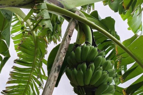 Commercial property in Khon Kaen, Thailand № 169393 - photo 12