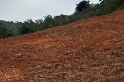 Land in Mai Khao, Thailand 10000 sq.m. № 162018 - photo 21