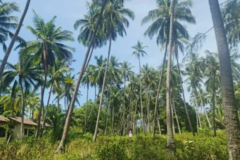 Земельный участок в Самуи, Таиланд 9336м2  № 159468 - фото 4