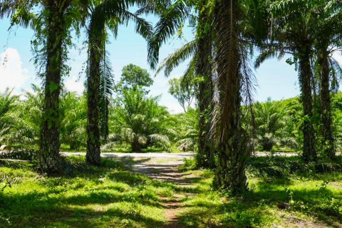 Land in Krabi, Thailand 10332 sq.m. № 147169 - photo 3