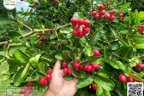 Дом в Уттарадите, Таиланд с 4 спальнями  № 155930 - фото 25