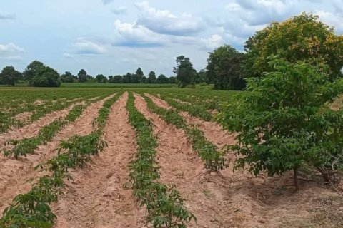 Земельный участок в Накхонратчасиме, Таиланд 20800м2  № 164423 - фото 4