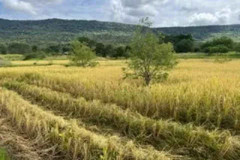 Land in Chaiyaphum, Thailand 64000 sq.m. № 159586 - photo 3