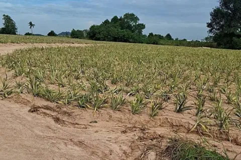 Земельный участок в Районге, Таиланд 80000м2  № 149513