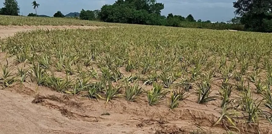 Земельный участок в Районге, Таиланд 80000м2 № 149513
