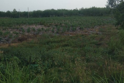 Terrain à Ban Chang, Thaïlande 3757 m2 № 149496 - photo 8