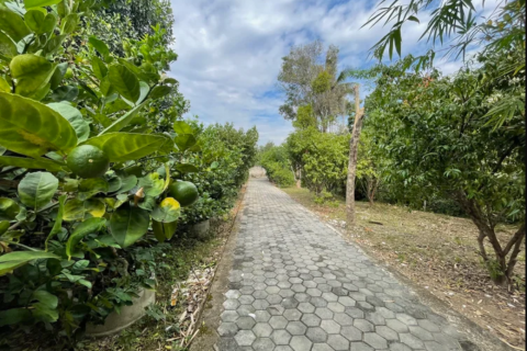 Земельный участок в Ханг Донге, Таиланд 4800м2  № 157987 - фото 5