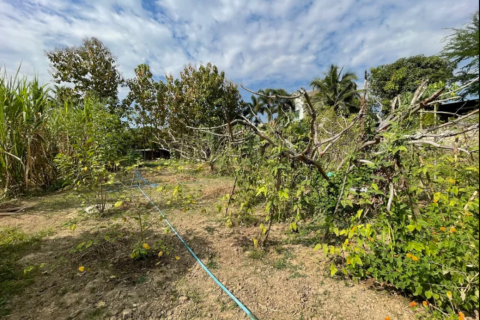 Земельный участок в Ханг Донге, Таиланд 4800м2  № 157987 - фото 7