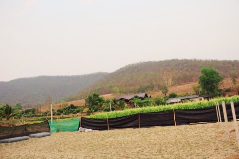 House in Chiang Dao, Thailand 5 bedrooms № 155053 - photo 8