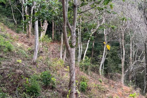 Земельный участок в Пхукете, Таиланд 7615м2  № 141086 - фото 10