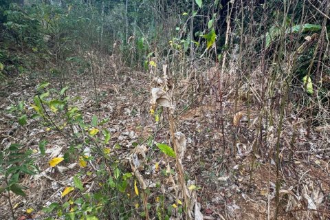 Земельный участок в Пхукете, Таиланд 7615м2  № 141086 - фото 6