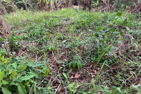 Земельный участок в Пхукете, Таиланд 7615м2  № 141086 - фото 16