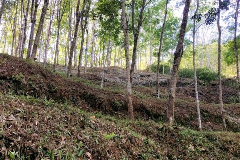 Terrain à Phang Nga, Thaïlande 43200 m2 № 169003