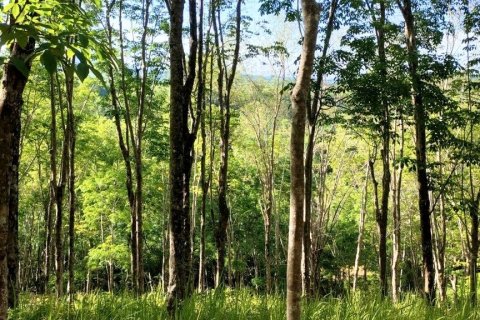 Terrain à Phang Nga, Thaïlande 43200 m2 № 169003 - photo 11
