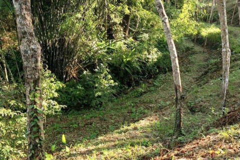 Terrain à Phang Nga, Thaïlande 43200 m2 № 169003 - photo 2