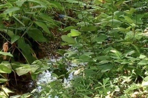 Terrain à Phang Nga, Thaïlande 43200 m2 № 169003 - photo 8