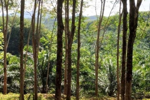 Terrain à Phang Nga, Thaïlande 43200 m2 № 169003 - photo 6