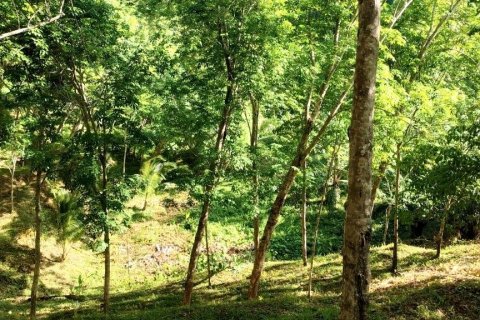 Terrain à Phang Nga, Thaïlande 43200 m2 № 169003 - photo 16